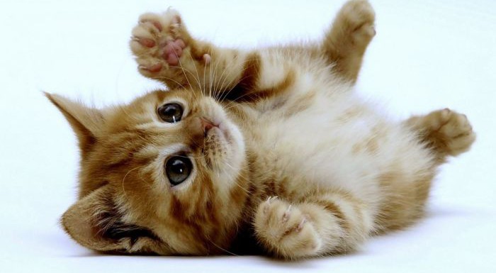 Le chat